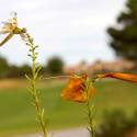 Palm Valley Golf Course in Summerlin