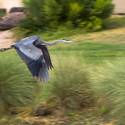 Palm Valley Golf Course in Summerlin
