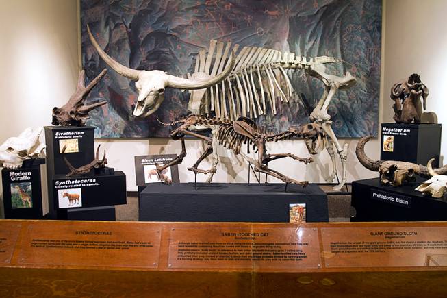 A fossil exhibit is shown at the Las Vegas Natural History Museum, 900 Las Vegas Blvd North, Monday, Oct. 12, 2015. The museum was recently declared a federal repository for all archeological and paleontological finds in Southern Nevada.