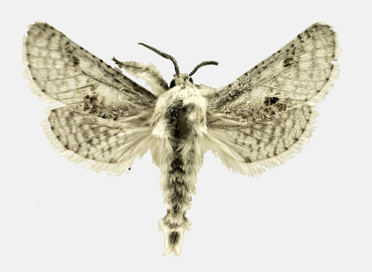 Public has chance to name new moth species Las Vegas Sun Newspaper