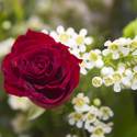 Venetian and Palazzo Roses