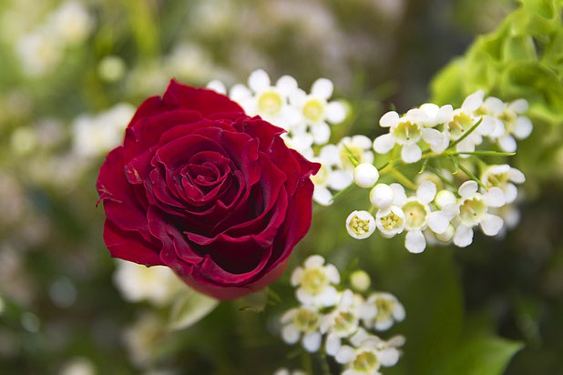 A Venetian rose is displayed at the Palazzo floral department Wednesday, Oct. 28, 2015.