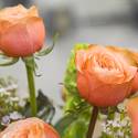 Venetian and Palazzo Roses