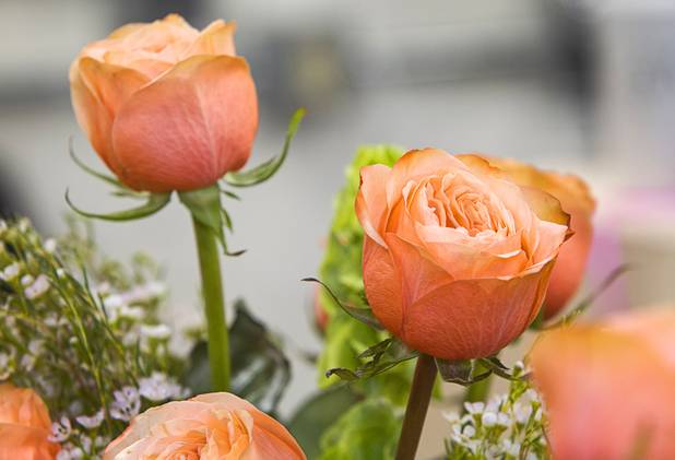 Palazzo roses are displayed at the Palazzo floral department Wednesday, Oct. 28, 2015.