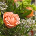 Venetian and Palazzo Roses