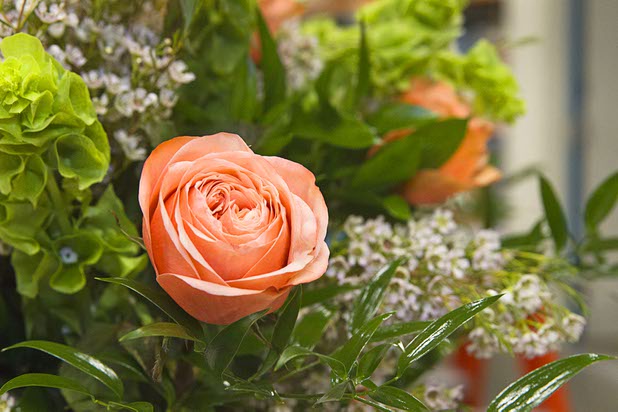 A Palazzo rose is displayed at the Palazzo floral department Wednesday, Oct. 28, 2015.