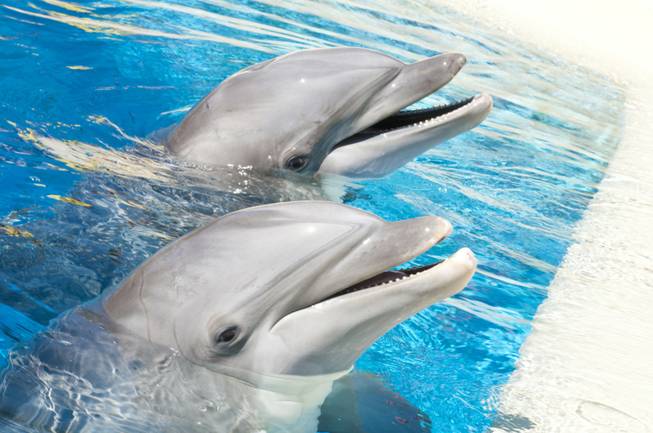 In this file photo, a pair of dolphins are shown at Siegfried & Roy's Secret Garden and Dolphin Habitat at the Mirage.