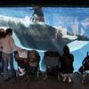 In this Nov. 30, 2006, file photo, people watch through the glass as a killer whale passes by while swimming in a display tank at SeaWorld in San Diego.