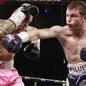 CaneloCotto8