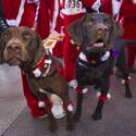 11th annual Las Vegas Great Santa Run