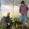 Rebekah Rice, left, and Jean Giblette examine seedlings of trees used in Chinese herbal medicine Dec. 7, 2015, after Giblette brought them to Rice’s greenhouse for the winter in Delmar, N.Y. Rice, an organic farmer, is participating in a project launched by Giblette to foster medicinal herbs as a profitable niche crop for small farmers. Giblette estimates the market for domestically grown medicinal plants to be $200 million to $300 million a year. 