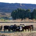 Cliven Bundy Reacts to Arrest of Sons, Death of Friend