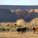 Cliven Bundy Reacts to Arrest of Sons, Death of Friend