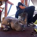 Dog Friendly Patios