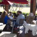 Dog Friendly Patios