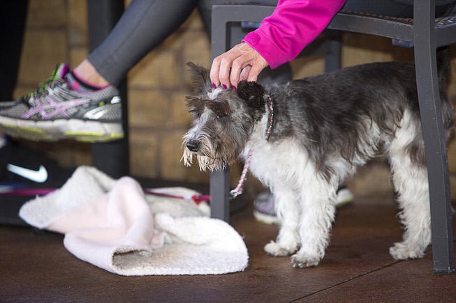 Trudy, an 11-month-old miniature schnauzer, gets attention from owner Martha ...