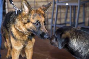 Beau, a 10-month-old long-haired German Shepherd, socializes with Blue, a ...