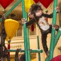 Venetian/Palazzo Celebrate Year of the Monkey