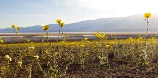 Wildflowers sprout along Badwater Road in Death Valley National Park.