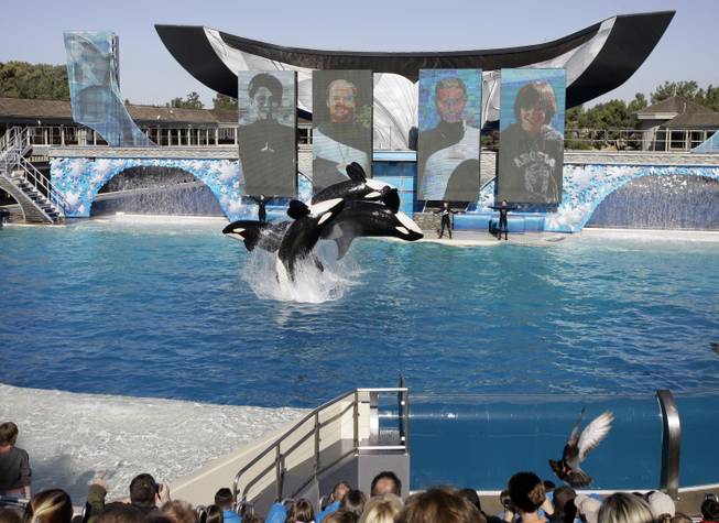 SeaWorld Spying Claims
