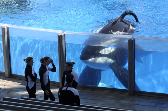 Sea World Killer Whale