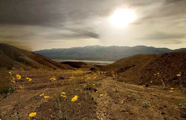 Death Valley Wildflower Super Bloom