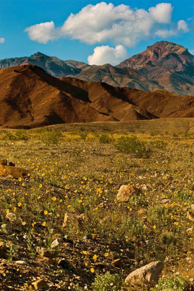 Photograph Death Valley Wildflower Super Bloom