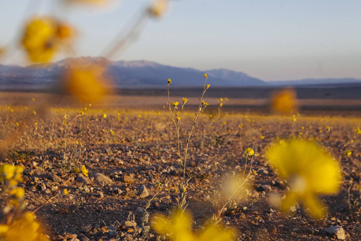 Farewell, Super Bloom An appreciation of Death Valley’s wildflower phenomenon Las Vegas Weekly