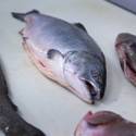 Chef Rick Moonen and Seafood Sustainability