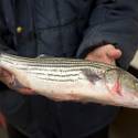 Chef Rick Moonen and Seafood Sustainability