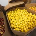 Three Square Food Bank