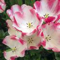 Bellagio Spring Display Honors Japanese Culture