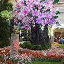 Bellagio Spring Display Honors Japanese Culture