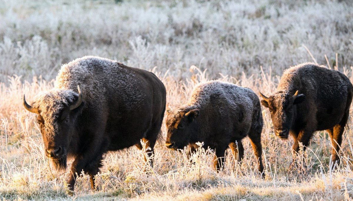 Bison coming ‘home’ to Montana Indian reservation Las Vegas Sun News