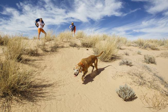 Kelso Dunes Beagle Scouts