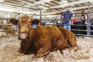A cow rests during the livestock show at the Clark County Fair & Rodeo in Logandale on April 7, 2016.