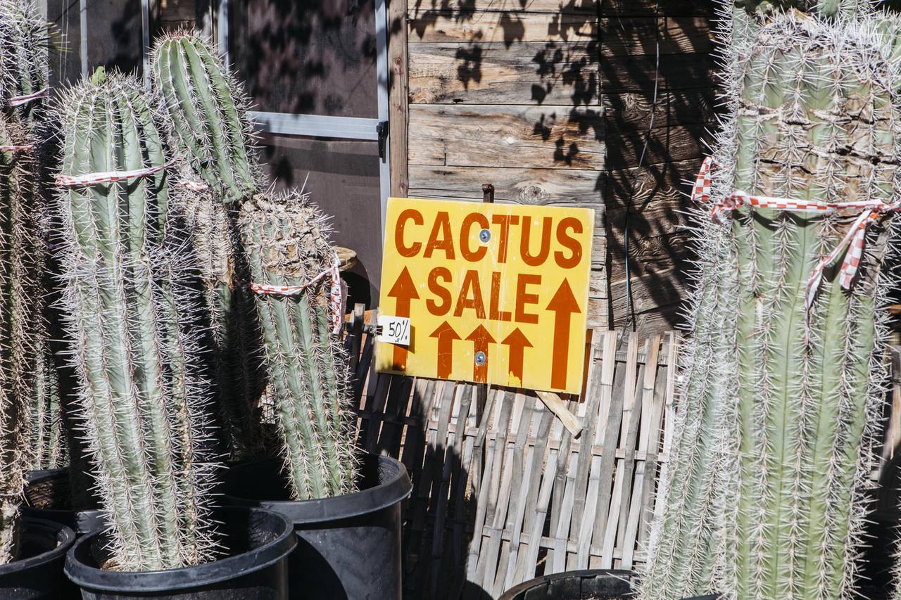 Freshie LV - Cactus Blossom – Mays Street Boutique