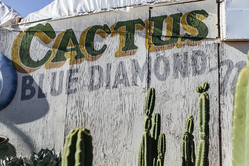 Cactus Joe's Desert Garden & Nursery Las Vegas