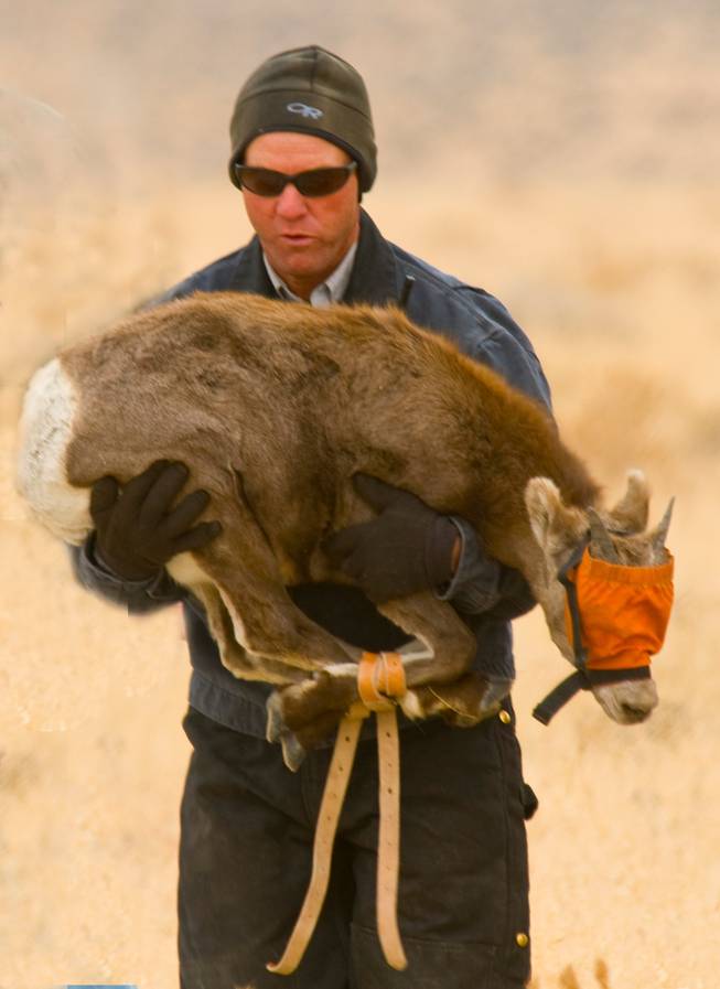 Nevada Department of Wildlife game biologist Ed Partee carries a young desert bighorn sheep in November 2011 during a capture and transplant operation in the Pine Forest Range of northwest Nevada. Partee, who has spent much of his career working to rebuild bighorn populations, was given the grim task earlier this year of tracking and recovering bighorn carcasses after the state decided to slaughter one herd to try to stop the spread of deadly disease to a neighboring herd.