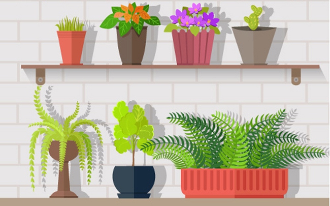 houseplants