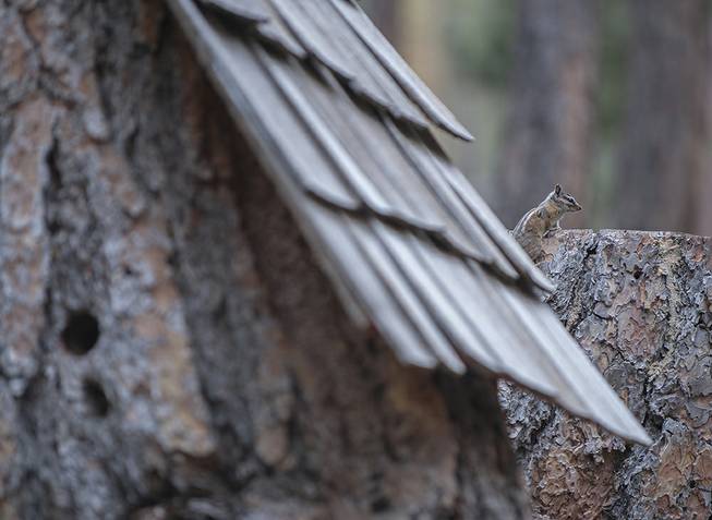 A Palmer's chipmunk peers atop a stump near a tiled home on Friday, May 27, 2016. The roof covering the stump was created by Duffy Grismanauskas near his home in the Rainbow subdivision on Mount Charleston. Duffy and his wife, Becky, have built homes and feeders for many breeds of wildlife living outside their home.