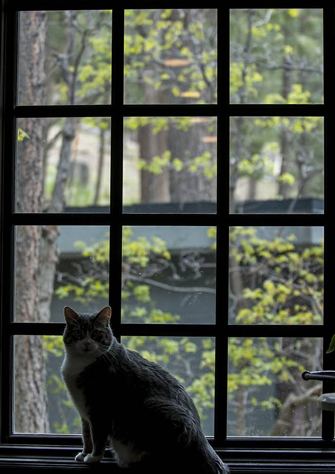 Minnie, one of four cats belonging to Becky Grismanauskas, sits in a window of her Mount Charleston home on Friday, May 27, 2016. Becky and her husband, Duffy, have decided to move to Henderson after 27 years spent living on the mountain.