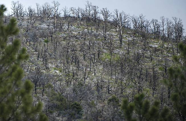 Charred husks of trees line a ridge that was burned in the Carpenter 1 fire, as seen Friday, May 27, 2016, on Mount Charleston. It's just a few steps away from the Rainbow subdivision home of Duffy and Becky Grismanauskas who, after 27 years living on the mountain, are moving to Henderson because of health reasons.
