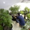 In this June 25, 2014 file photo, Johnnie Seitz moves a marijuana plant growing under lights at Sea of Green Farms, a recreational pot grower in Seattle. 