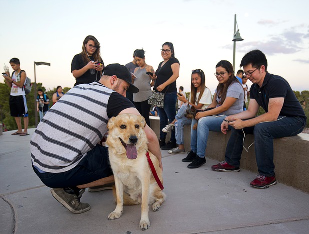 Captain, a 5-year-old German Shepherd-Chow mix, joins Pokemon players during a Pokemon Go event at Craig Ranch Regional Park in North Las Vegas Sunday, July 17, 2016. About 1,500 people attended the event according to the Pokemon Go Las Vegas Facebook page.