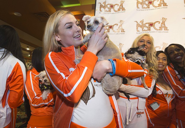Hooters Girl Kristin Morris poses with Valentine, a Shitzu available for adoption, during a charity bowling event to support the Nevada Society for the Prevention of Cruelty to Animals (NSPCA) at the Sam's Town Bowling Center Sunday, August 7, 2016. Hooters funneling all of its advertisement money for August into helping a variety of charitable causes.