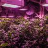 The LED lamps give the marijuana cultivation facilities a purple glow at The Grove, Tuesday, Aug. 16, 2016.