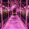 The cultivation room at The Grove, a medical marijuana business in Las Vegas, glows purple under LED lamps, Tuesday, Aug. 16, 2016.