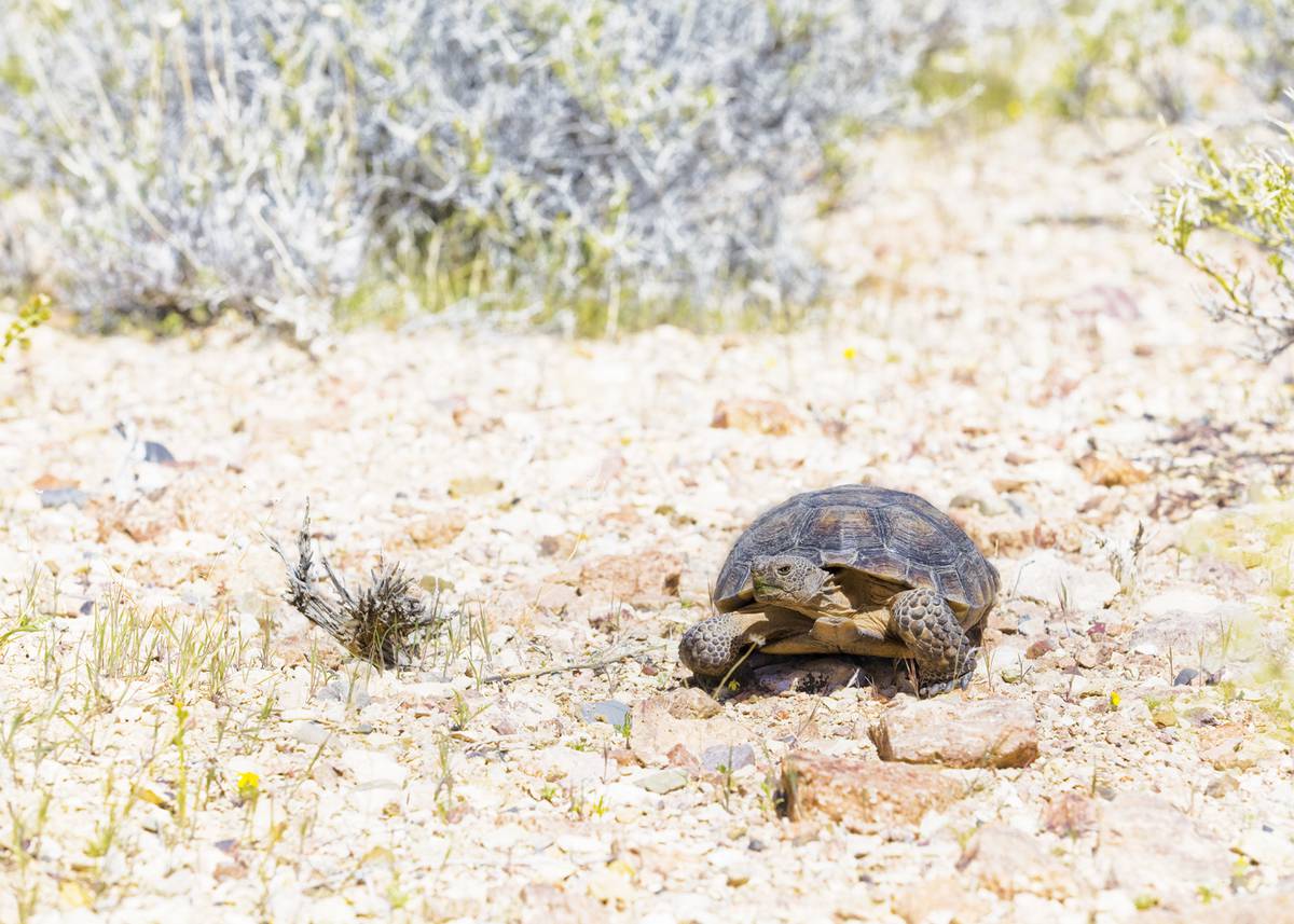 Why the desert tortoise is so important to our home in the Mojave - Las  Vegas Sun Newspaper