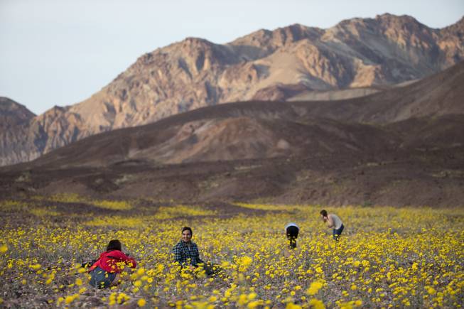 In this Feb. 24, 2016 photo, tourists take picture of wildflowers near Badwater Basin in Death Valley, Calif. A rare "super bloom" of wildflowers in Death Valley National Park covered the hottest and driest place in North America with a carpet of gold, attracting tourists from all over the world and enchanting visitors with a stunning display from nature's paint brush.